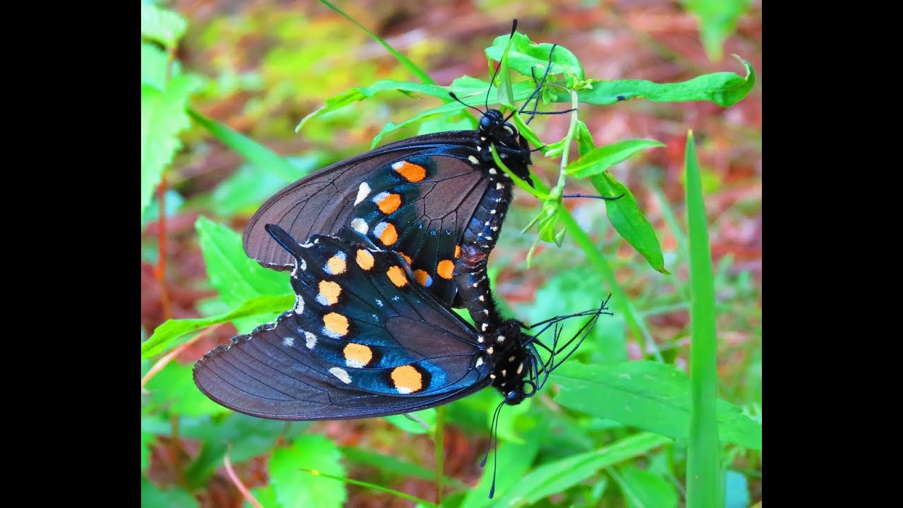 Life of Insects Backyard Wonders! YouTube