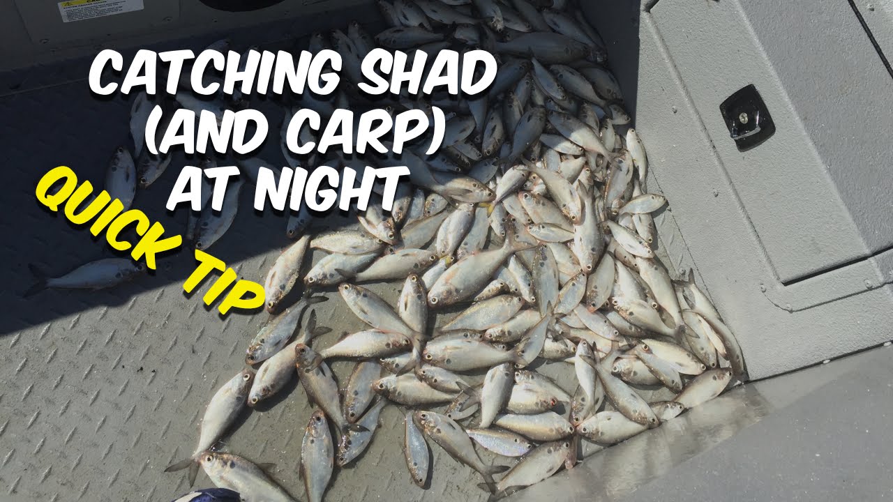 Catching Shad At Night (and Carp) For Catfish Bait [Quick Tip]
