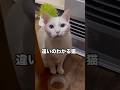星みっつニャ⭐️⭐️⭐️ #白猫 #シロちゃん #猫店長 #猫のいる暮らし