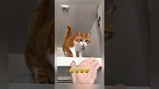 When Your Cat Starts Talking Back 😂🐱 | Funniest Talking Cat Ever! #Shorts#cats #cute #funny
