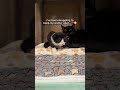 Please comment something to boost this post🥺🙏 #catrescue #smallbusines #catshelter