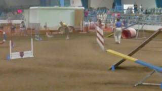 AKC agility