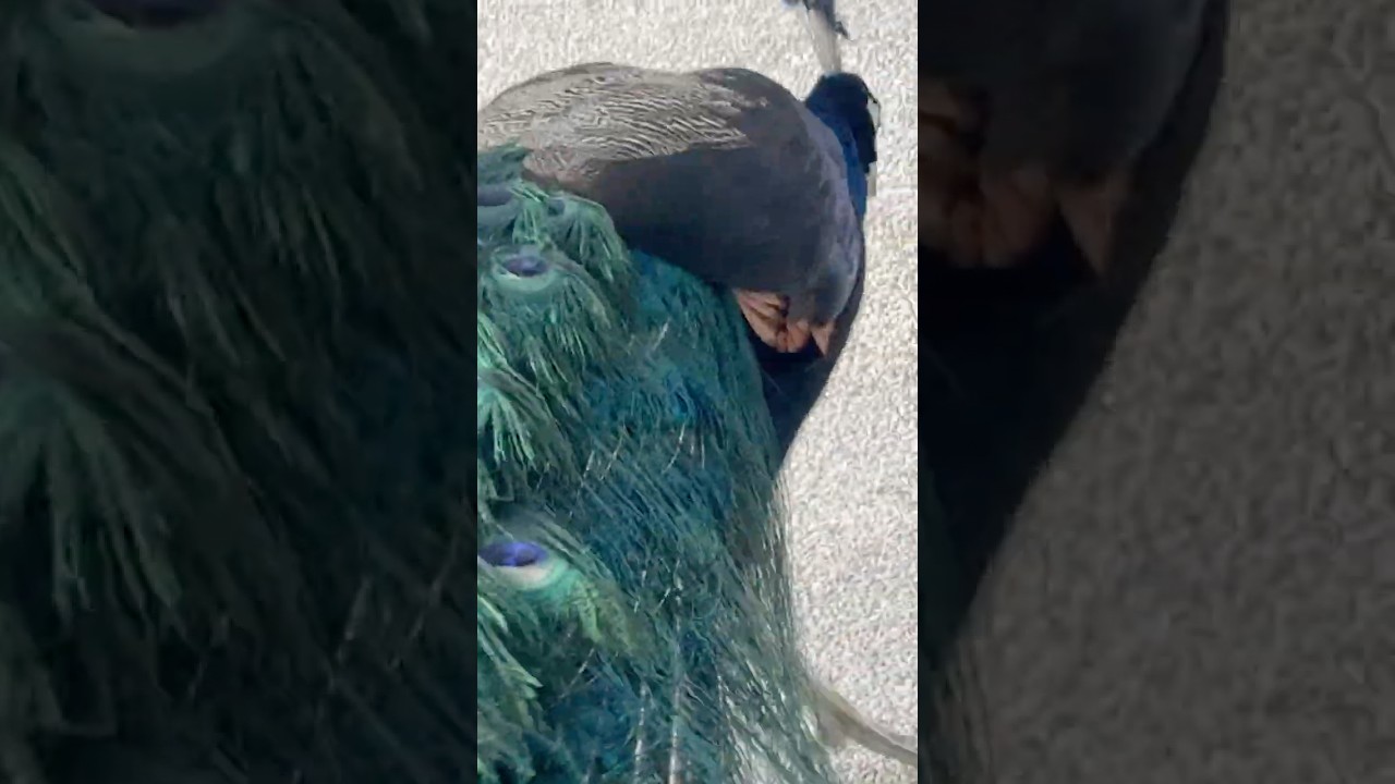 Peacock (Singapore Zoo) 孔雀(新加坡动物园) #travel #singaporezoo