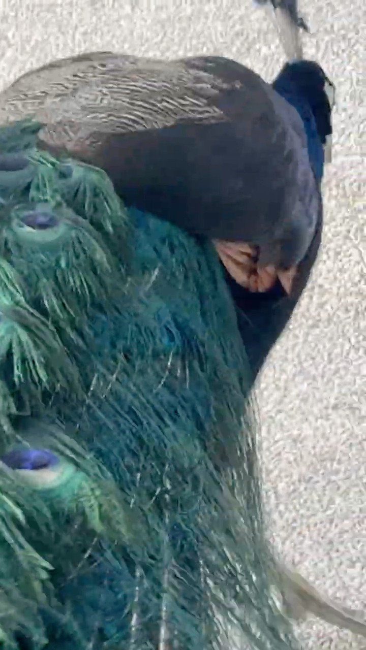 Peacock (Singapore Zoo) 孔雀(新加坡动物园) #travel #singaporezoo
