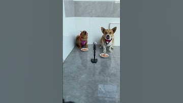 Thumbnail of Funny dogs singing a song