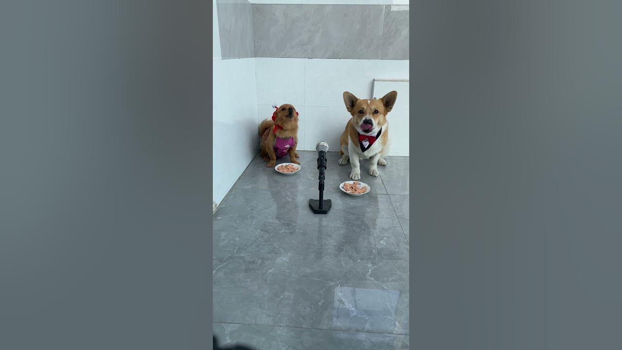 Funny dogs singing a song
