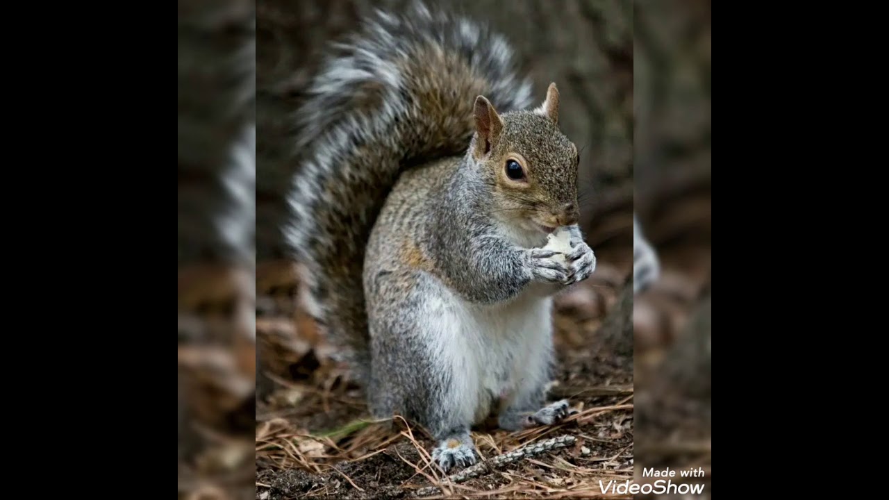 Yovvoyi xayvonlar . Kichik yoshdagi bolalar uchun . Tilni ...
