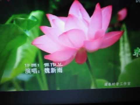 来生愿做一朵莲（佛曲）【WB】（甫人-魏新雨）2018 11 25