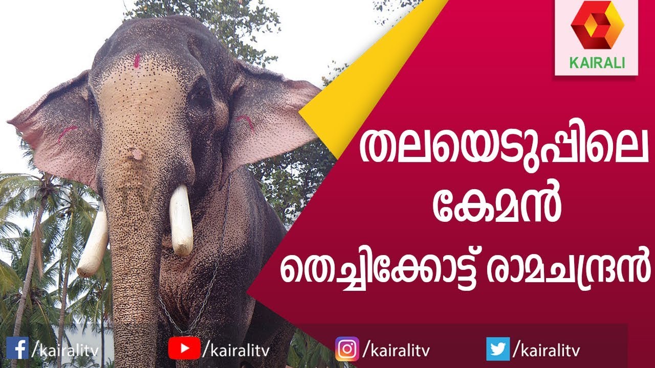 പൂരപ്പറമ്പിലെ സൂപ്പർസ്റ്റാർ തെച്ചിക്കോട്ട് രാമചന്ദ്രൻ || thechikkottu ramachandran || Kairali TV