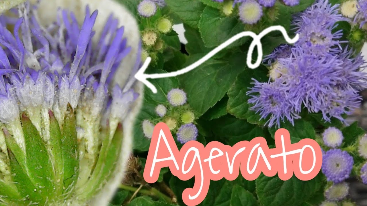 Agerato Cuidados, Transplante y Morfologia // Cuidados del Agerato, yerba de zopilote