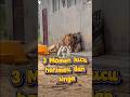 3 momen lucu harimau dan singa #ytshorts #animals #fyp #singa #harimau