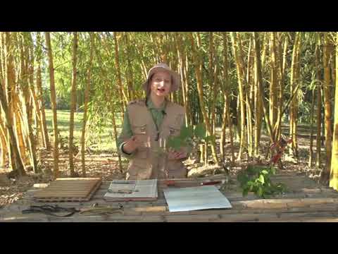 Vídeo: Ajudando Crianças A Coletar Um Herbário