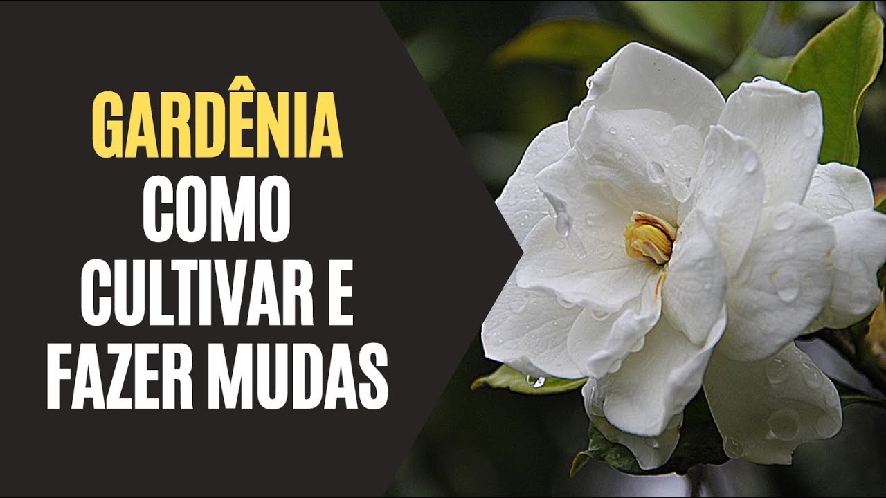 Gardênia: Como Cultivar e Fazer Mudas - YouTube