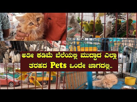 Best Pets Shop In Bangalore | Pets For Sale | Best Puppies Shop In Bangalore | Suviha Shopping