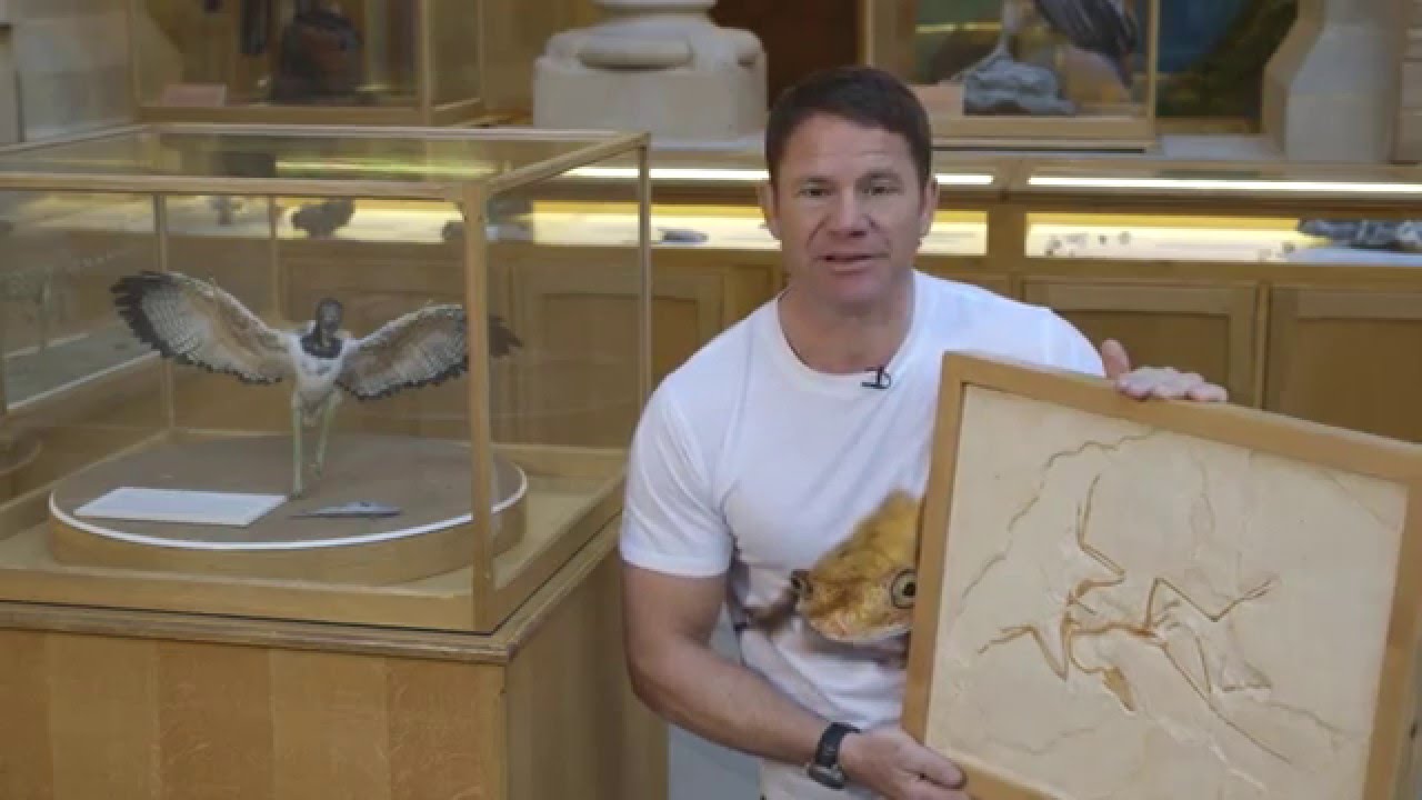 adaptation nounou From dinosaur to bird