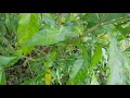 Caterpillar video,real Caterpillar video in my garden|butterfly |insect,catter pillar eating leaves