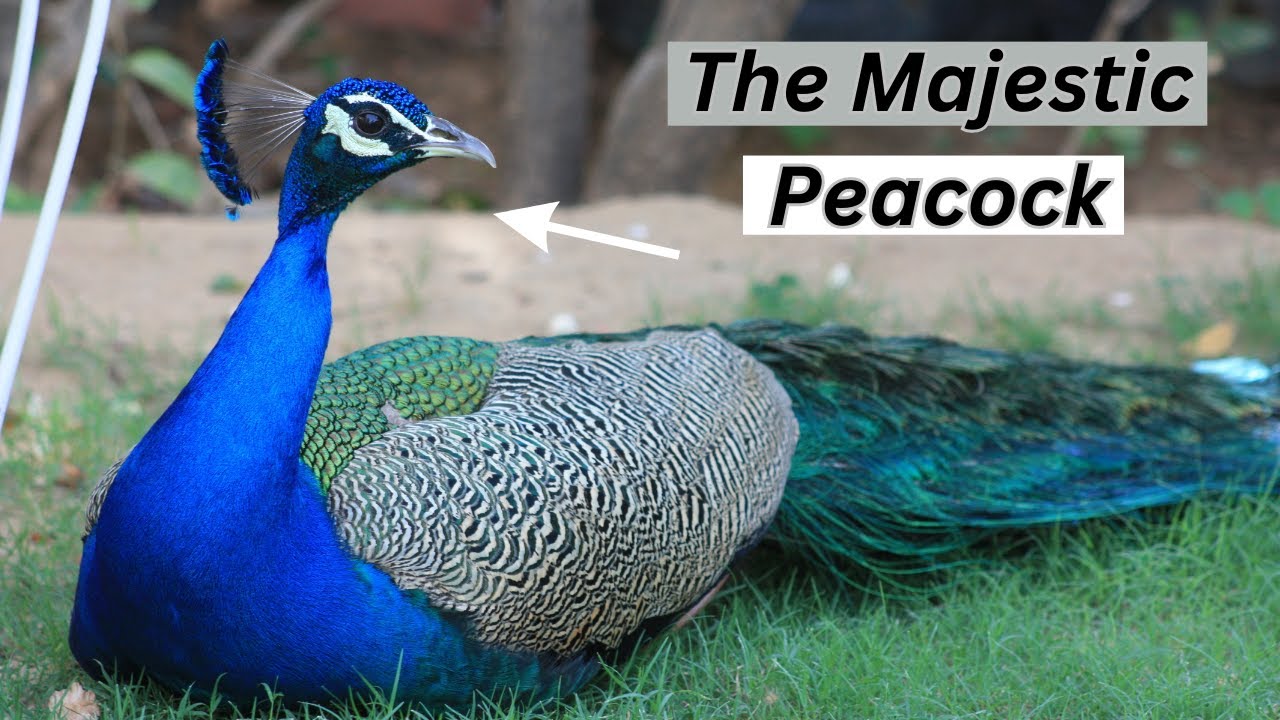 The Majestic Peacock _ Discovering The Hidden Wonders Of This Iconic Bird ll @Birds&AnimalsLovers