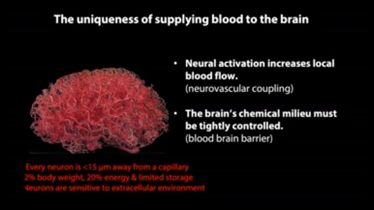 Mass General Neurology Grand Rounds: Neuro-Vascular Interactions in the Brain