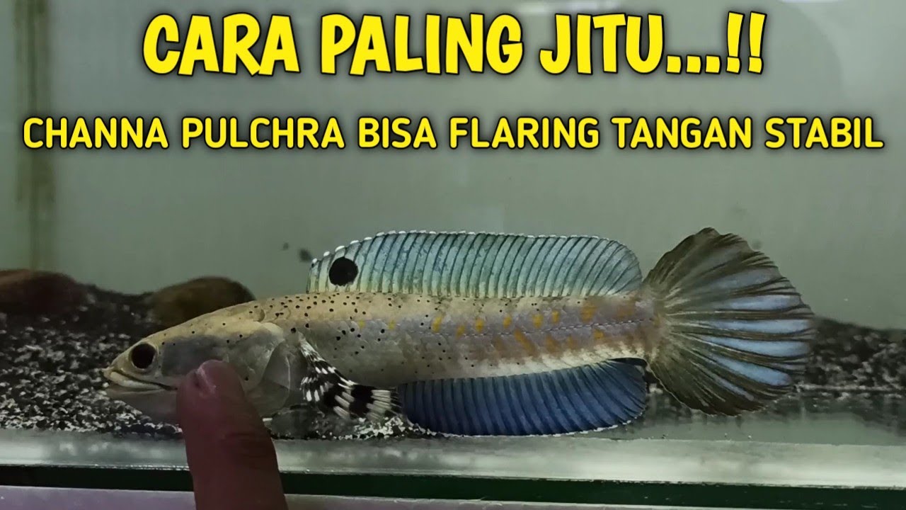 Cara Melatih Channa Pulchra Supaya Flaring Tangan Stabil