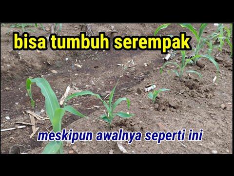 Tanaman Jagung Yang Masih Kecil