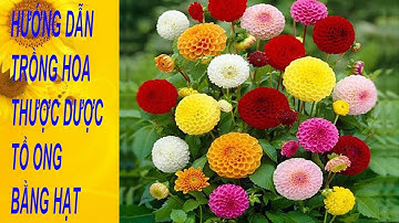 Cách Trồng Hạt Giống Hoa Thược Dược Tổ Ong | Hạt giống hoa thược dược tổ ong mix nhiều màu