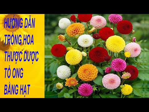 Video: Dahlia Figaro: phát triển từ hạt, tính năng và đánh giá