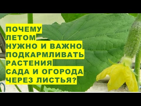 Видео: Градински междинни култури: Съвети за разсаждане и интензивно градинарство