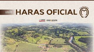 Leilão -  Haras Oficial