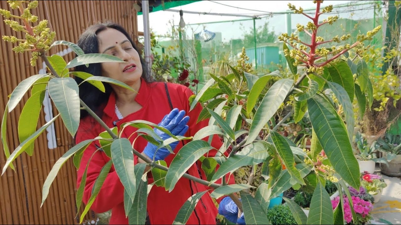Flower and fruit dropping problem in mango plant | Best fertilizer and care tips for mango plant