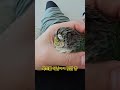 #birds #cute #parrot #conure #pets #반려동물 #반려조 #앵무새 #앵무새브이로그 #낮잠 #낮잠시간 #낮잠음악