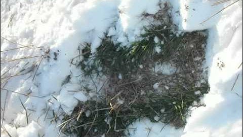 Shostakovich: String Quartet #15 in Eb Minor, Op. 144 - I Elegy: Adagio - attacca