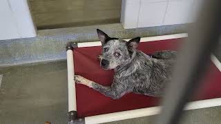 acs A668645