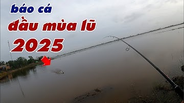 Câu Lure Cá Lóc ✅ Câu Cá Lóc Đầu Mùa Lũ 2025 Và Cái Kết | Tâm Râu Vlog #387
