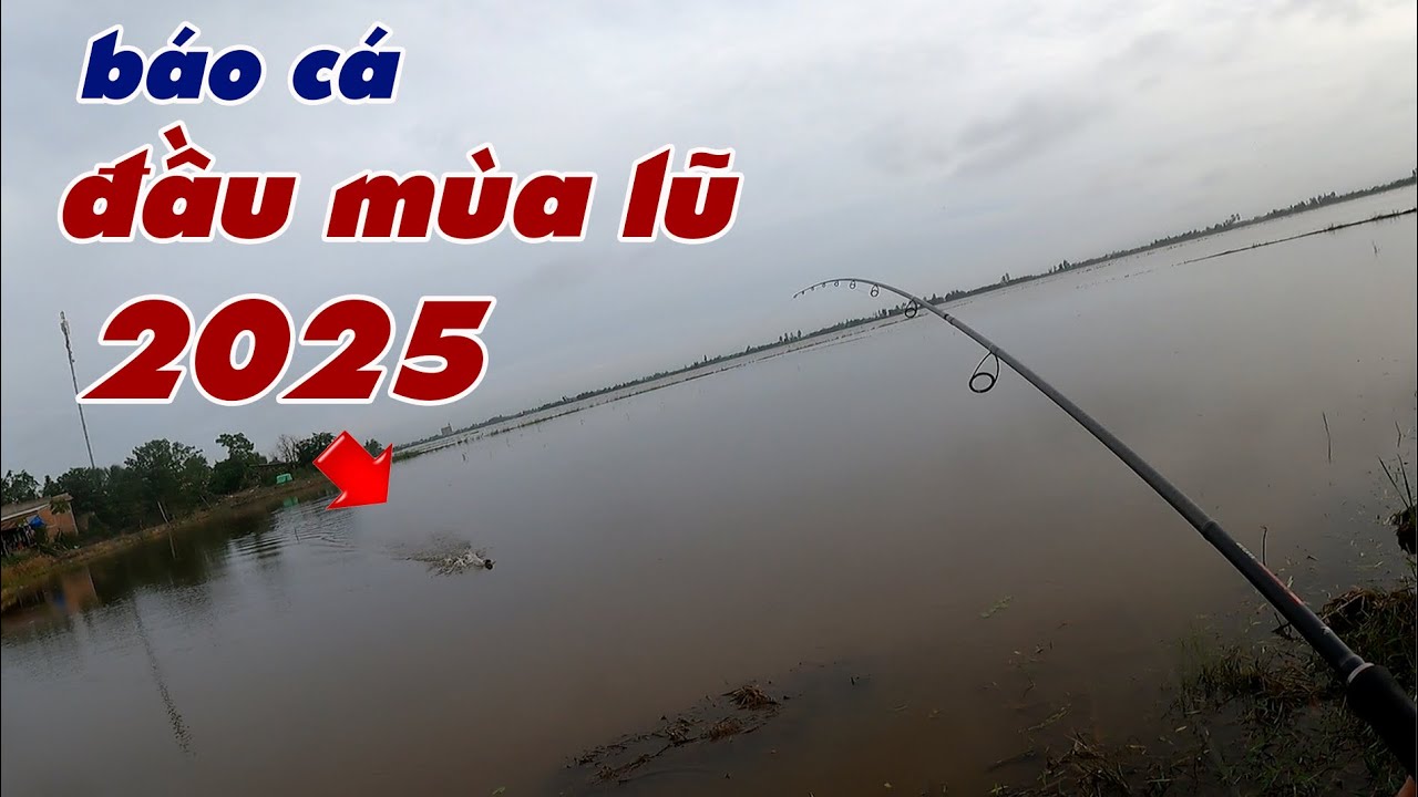 Câu Lure Cá Lóc ✅ Câu Cá Lóc Đầu Mùa Lũ 2025 Và Cái Kết | Tâm Râu Vlog #387