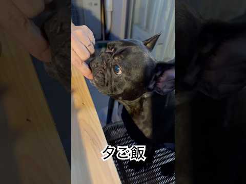 ベランピングで夕ご飯中のフレンチブルドッグ🐶#frenchie #frenchbulldog #frenchbulldoglife #shorts