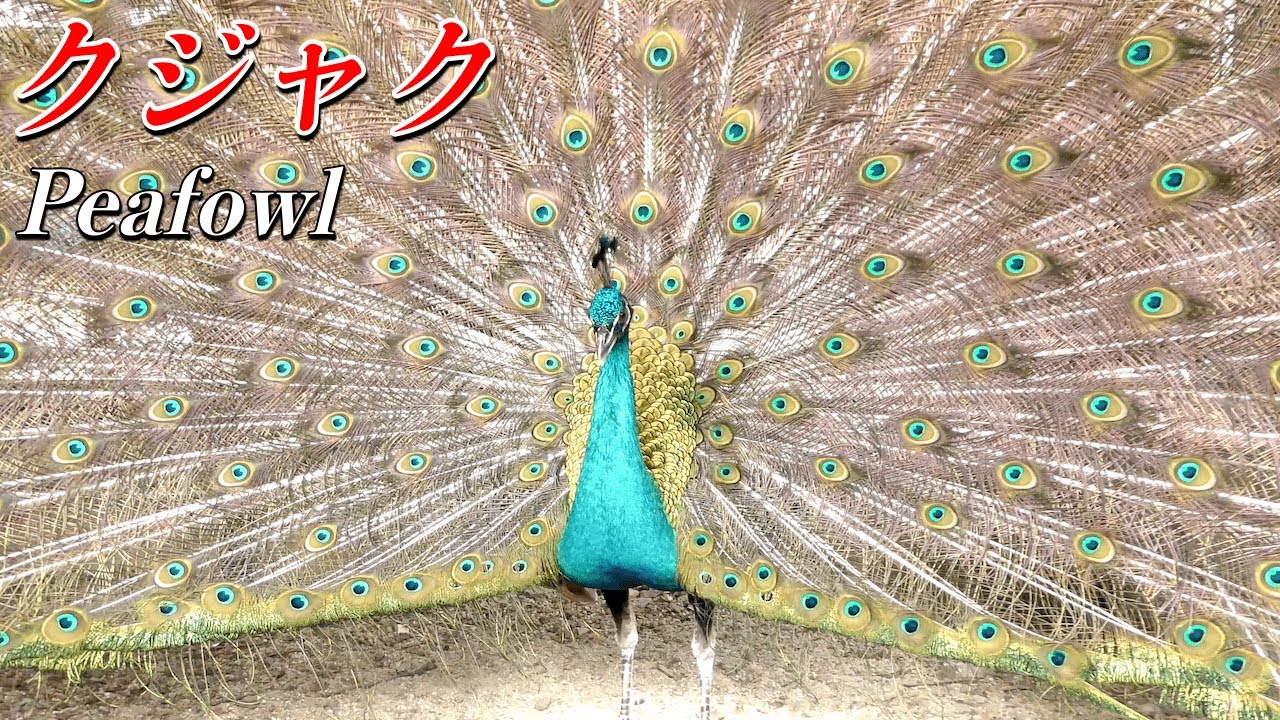 孔雀 求愛の羽を広げるクジャク インドクジャク の生態 インドの国鳥 Peafowl Youtube