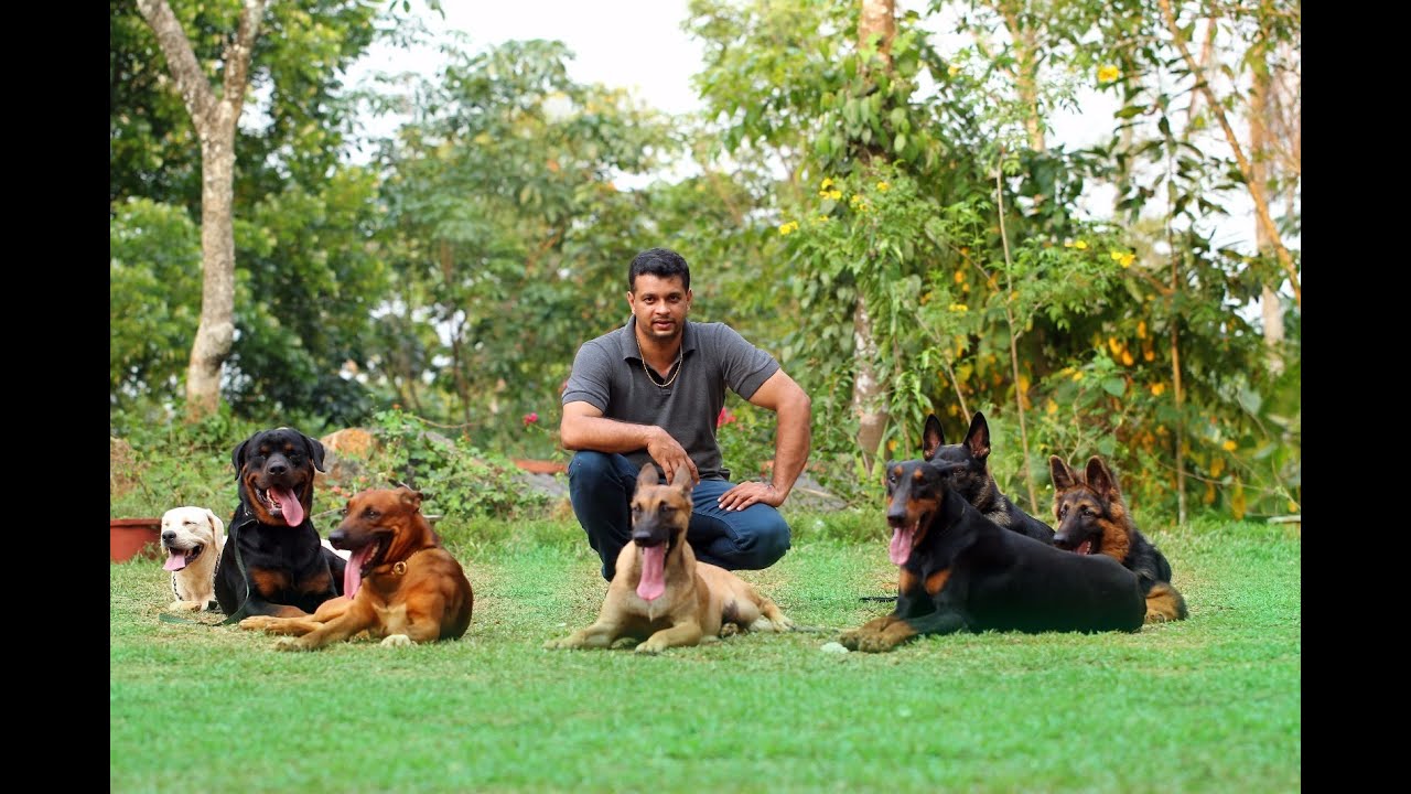 Search And Rescue Dog Training Schools Search And Rescue Dog Training Schools