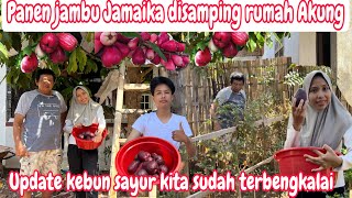 PANEN JAMBU JAMAIKA LAGI DISAMPING RUMAH AKUNG‼️UPDATE KEBUN SAYUR KITA SUDAH TERBENGKALAI