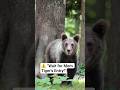 😱😲Wait For The End! 😱 Bear vs Tiger Mom – No Contest! 🐯🔥#viralshort #jungle #trending