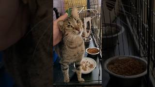 Junipurr Is Such A Sweetheart Shes A Cat For Adoption In San Deigo petfinder adoptacat shorts