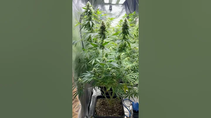 Prune Time on the Bush: Day 37 Flower #grow #plants