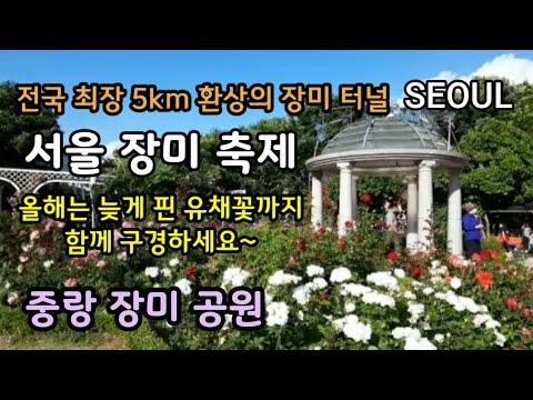 #19 서울장미축제 2021 중랑 장미공원 산책