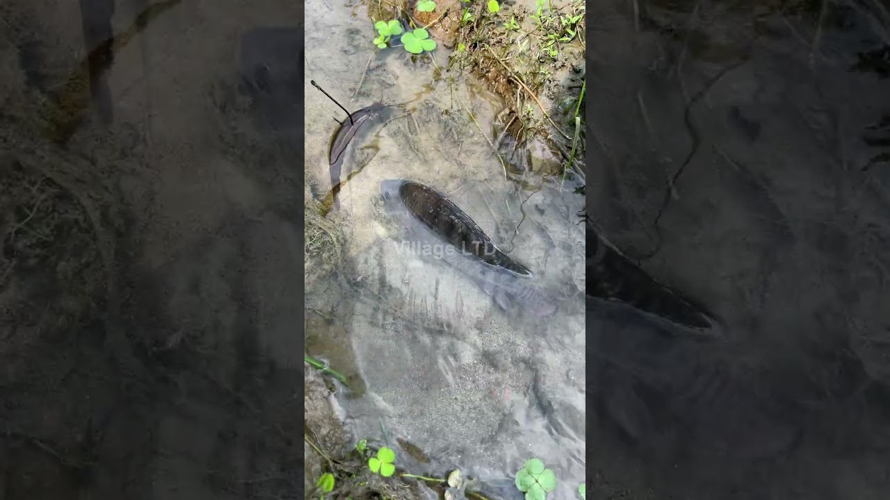 🎣 Fishing for LIFE in a Desi Village | A Day of Traditional Fishing in Rural Life 🌾 Village Ltd