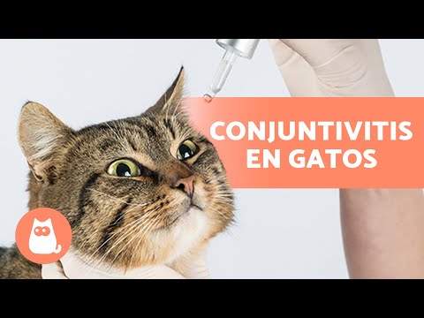 Video: Cómo deshacerse de una infección del ojo de gato: 9 pasos (con imágenes)