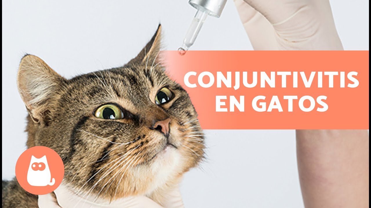 Diarrea en gatos remedios caseros