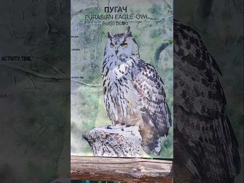 ЗООПАРК ПУГАЧ #зоопарк #птицы #пугач #zoo #киев #люсимили #отпуск #animals #животные