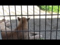 Cougar Meowing