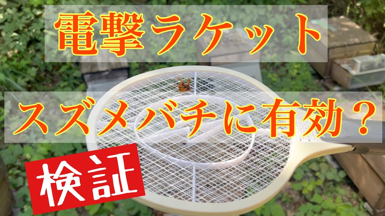 【オオスズメバチ】電撃ラケットが有効か検証してみた！
