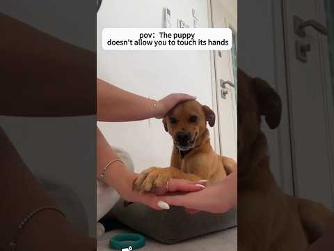 Dogs being funny with 'hands in' part 105 🤣🐕 #funnydog #funnypet #cutedog #dog #pets #shorts