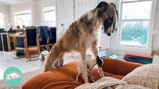 Giant Borzoi Thinks Tiny Puppy Is His Baby| Cuddle Buddies